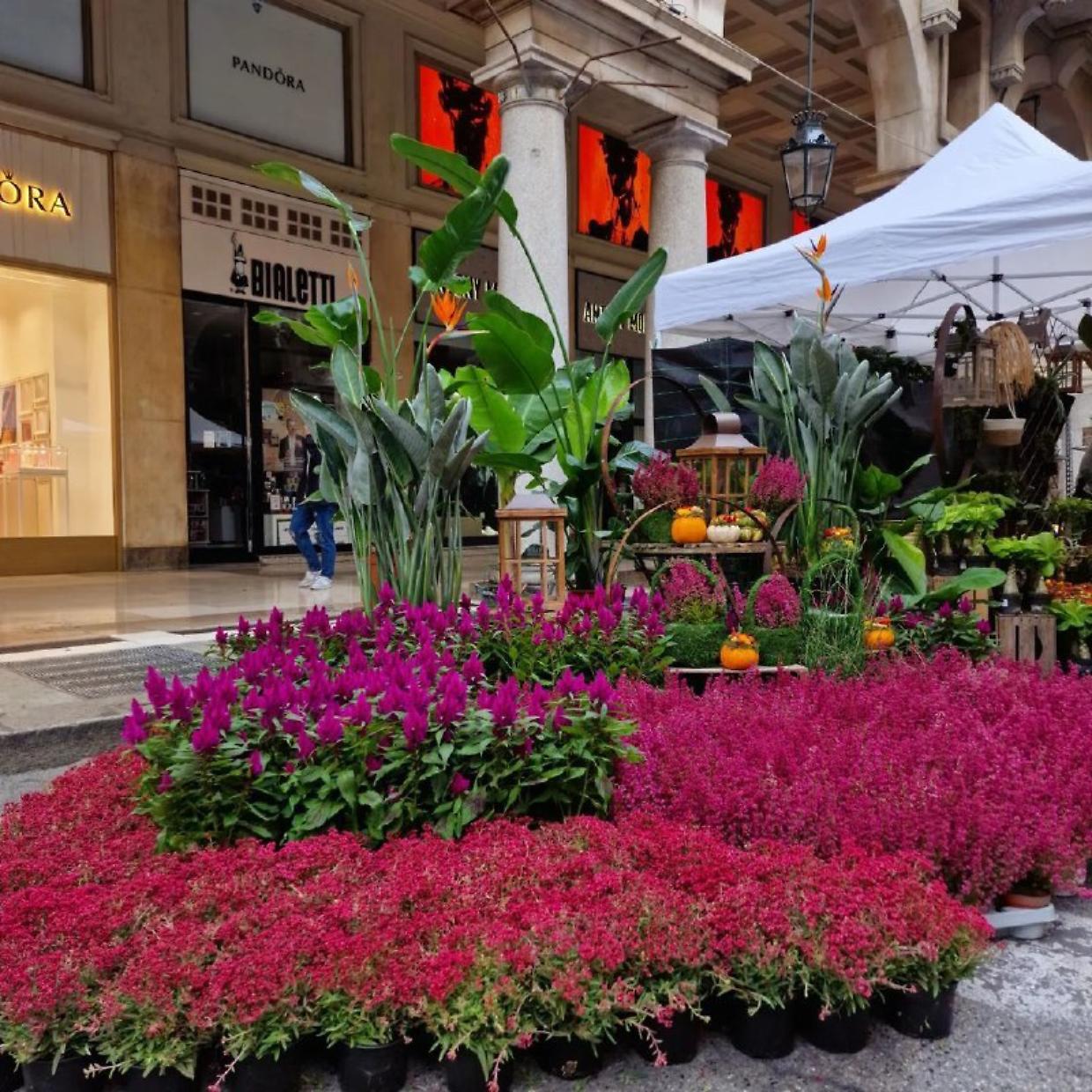 Floricola torna a Torino (Fonte Instagram)