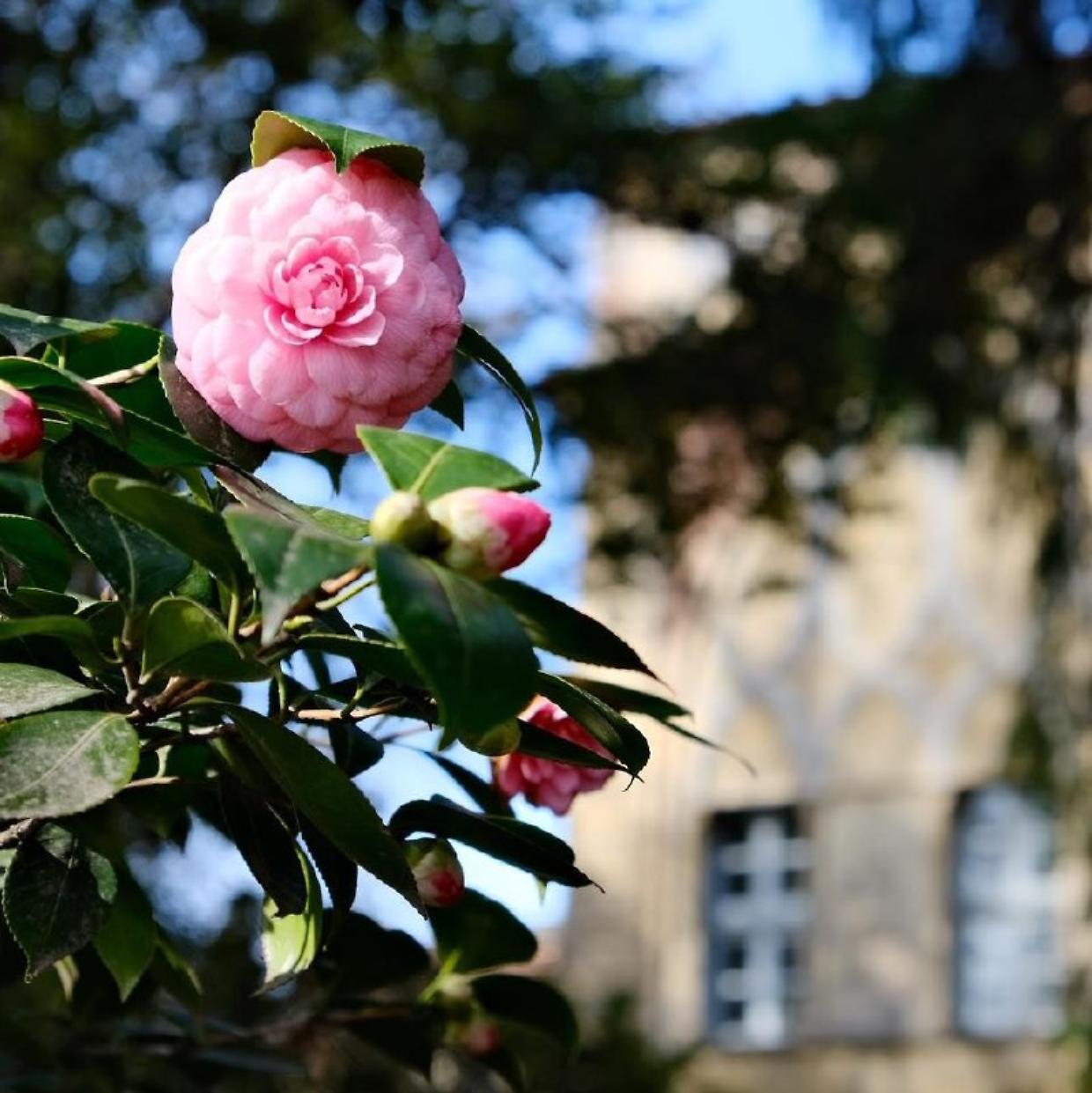 Il giardino del Castello di Miradolo (Fonte IG @FondazioneCosso)
