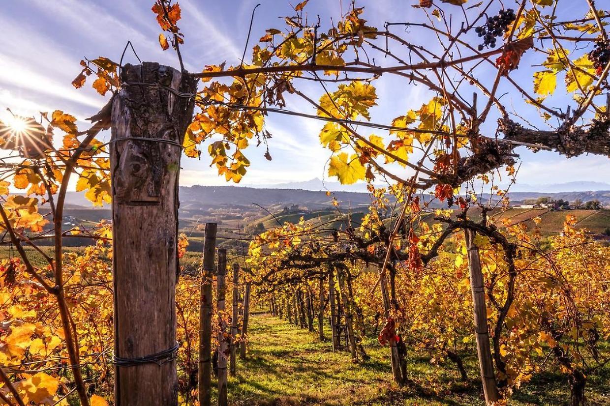 La recente ricerca ha studiato come il cambiamento climatico potrebbe disegnare una nuova geografia vinicola mondiale (Fonte Instagram @langheexperience)