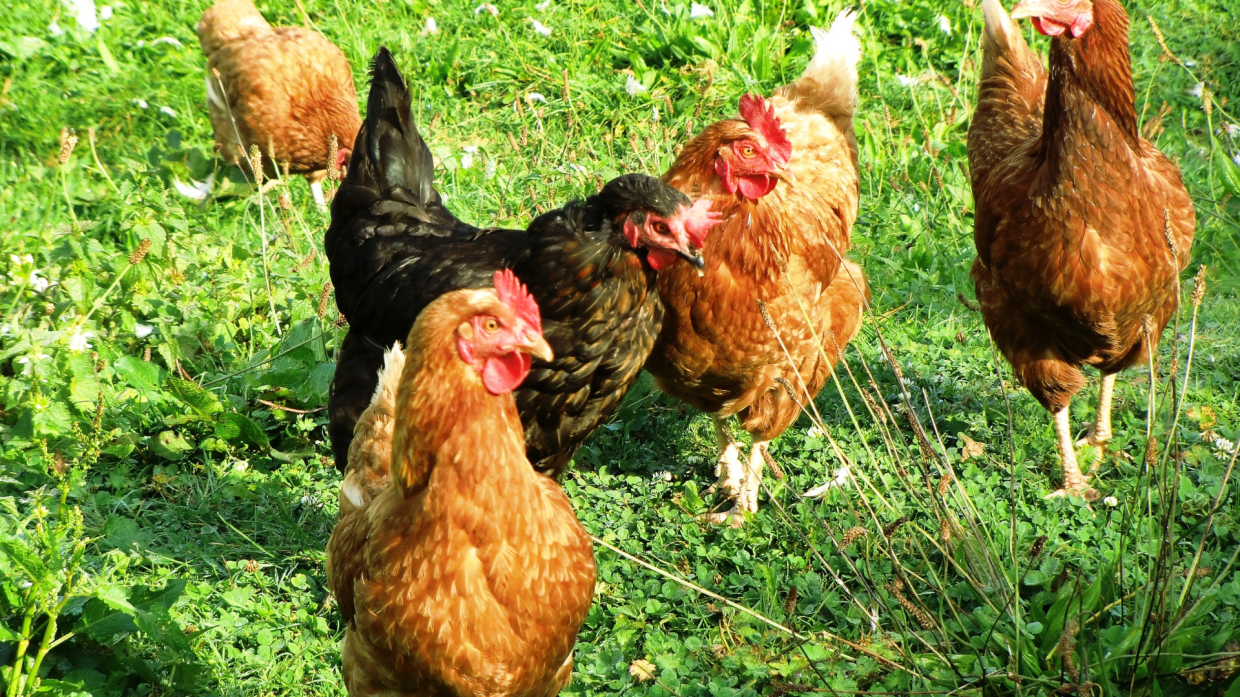 "Galline in Pensione": a Cafasse il progetto che promuove l'adozione di galline allevate