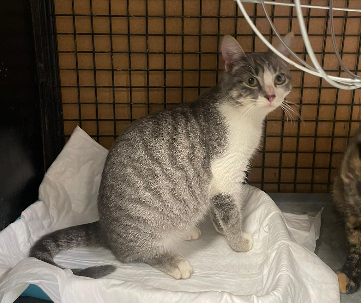 Uno dei tre gatti salvati