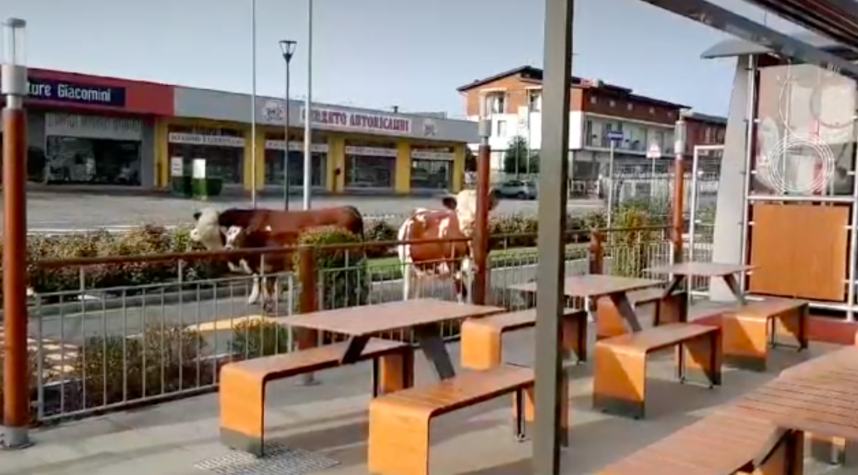 Invasione pacifica al McDonald's