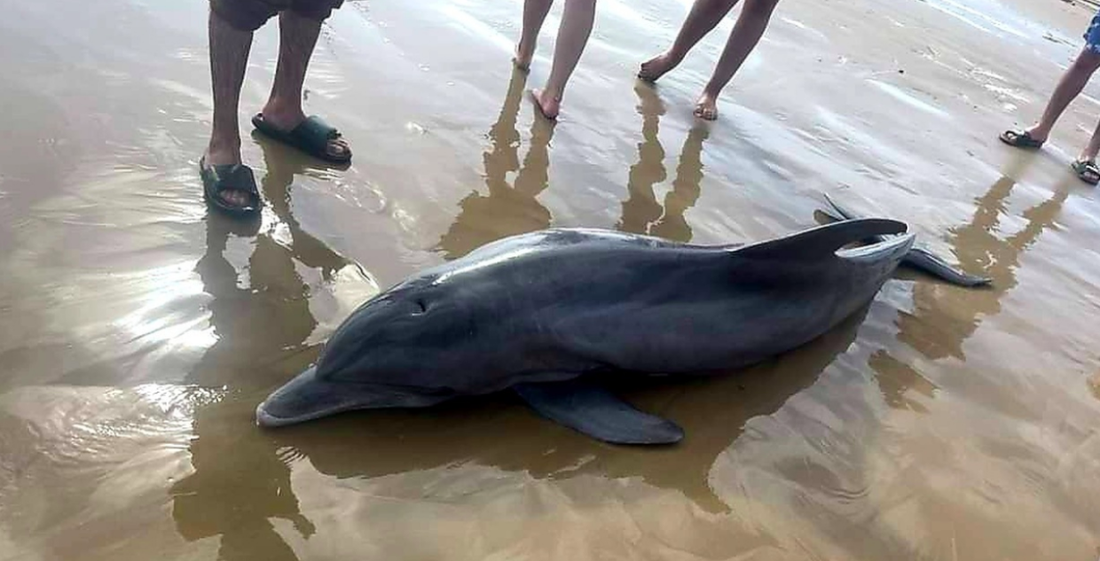 Delfino spiaggiato