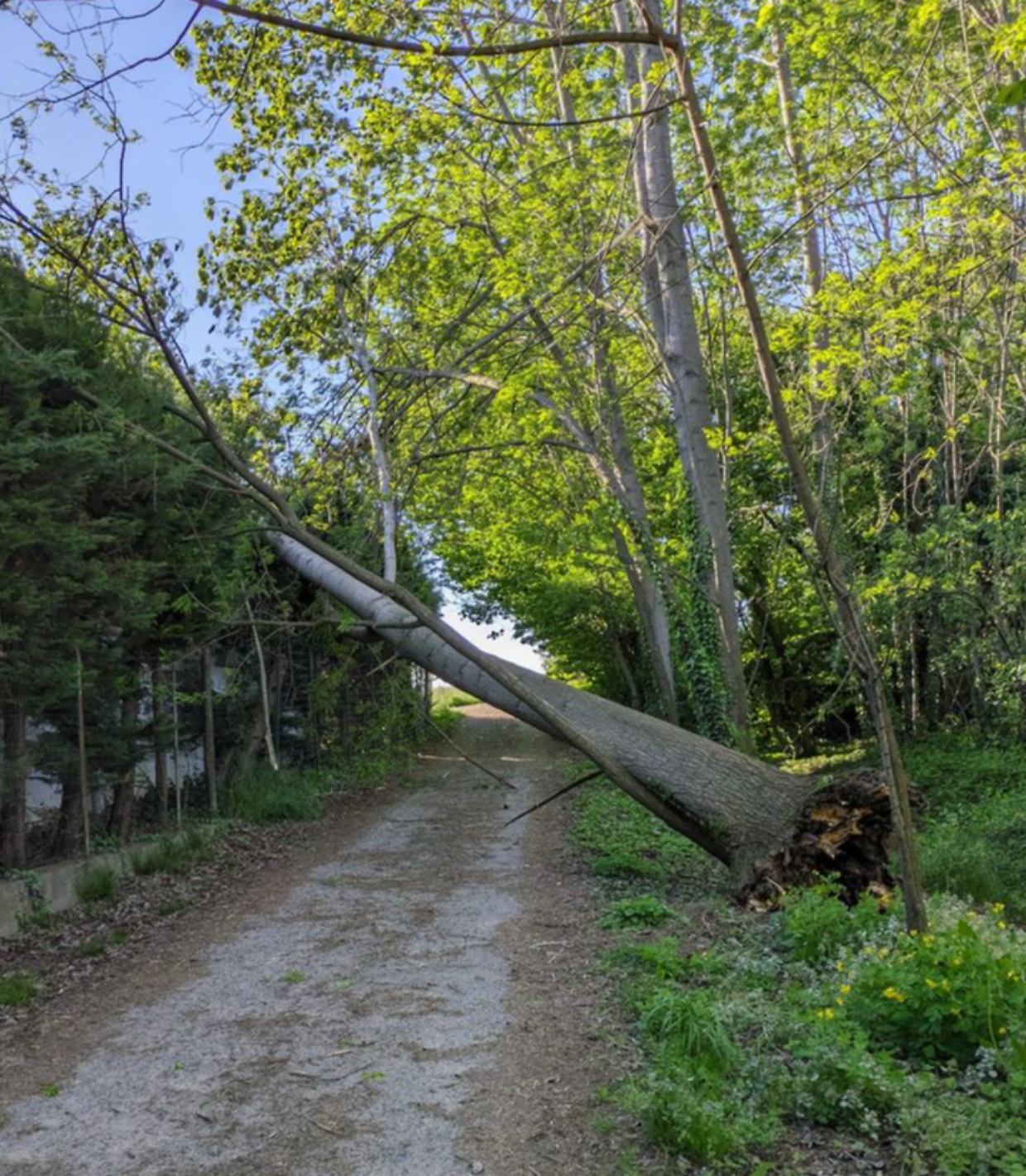 Albero divelto a causa del forte vento a Frossasco (Fonte Facebook)