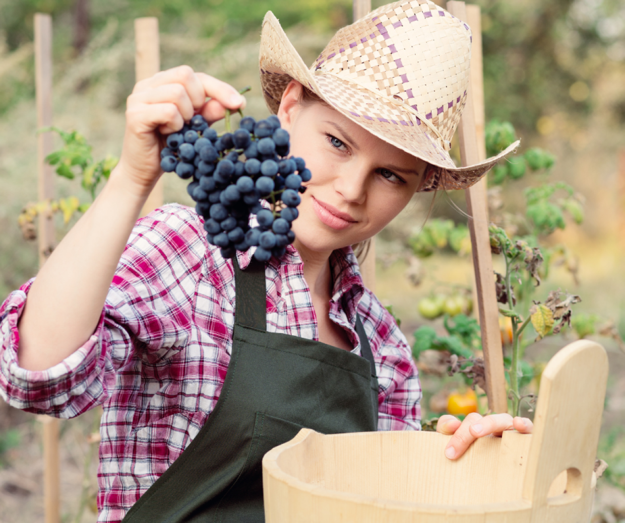 Vino, sempre più giovani tra le vigne e le aziende under 35 guadagnano di più. Ecco perché