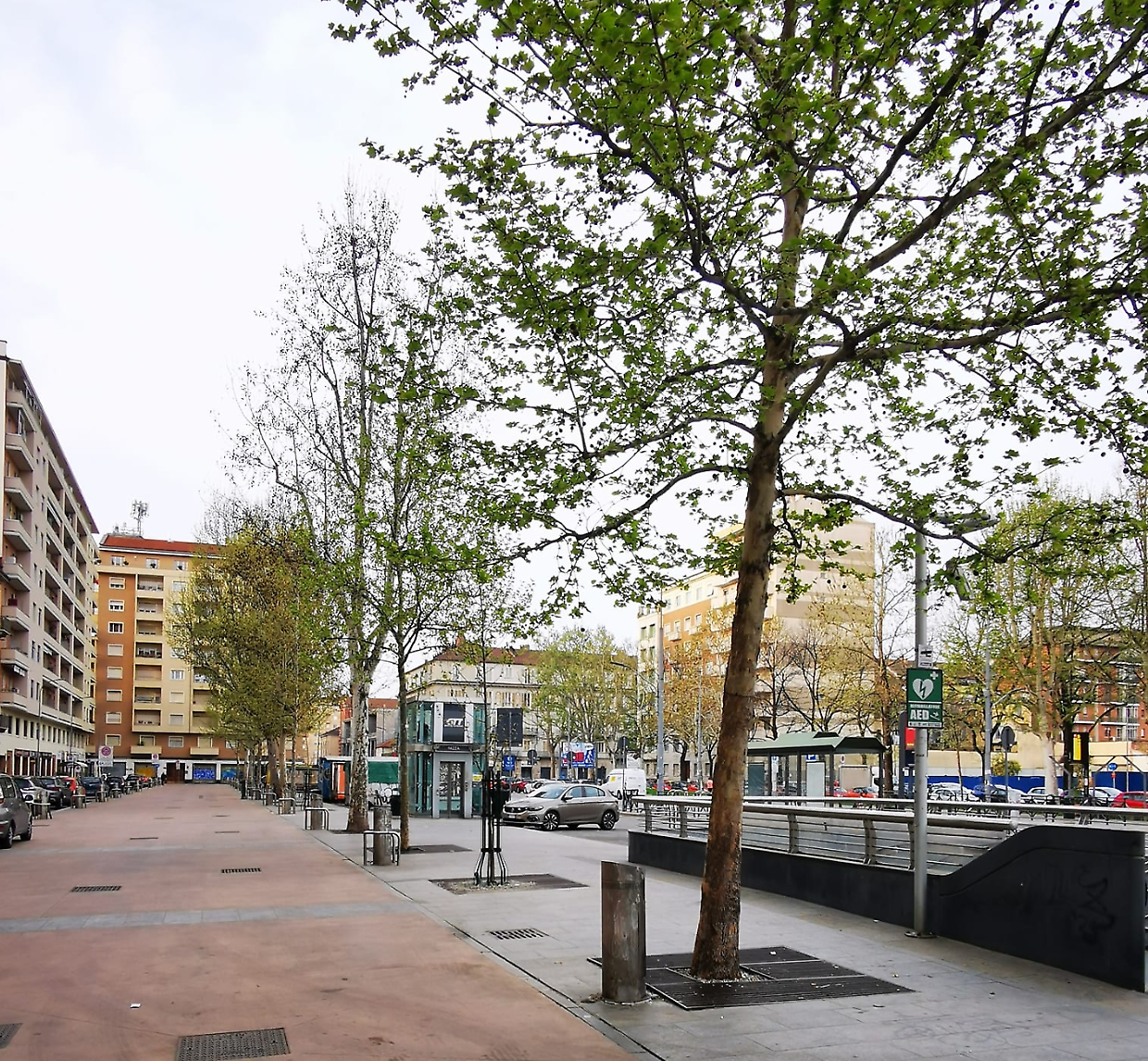 La piazza si fa più bella e green con i nuovi platani nell’area mercatale 