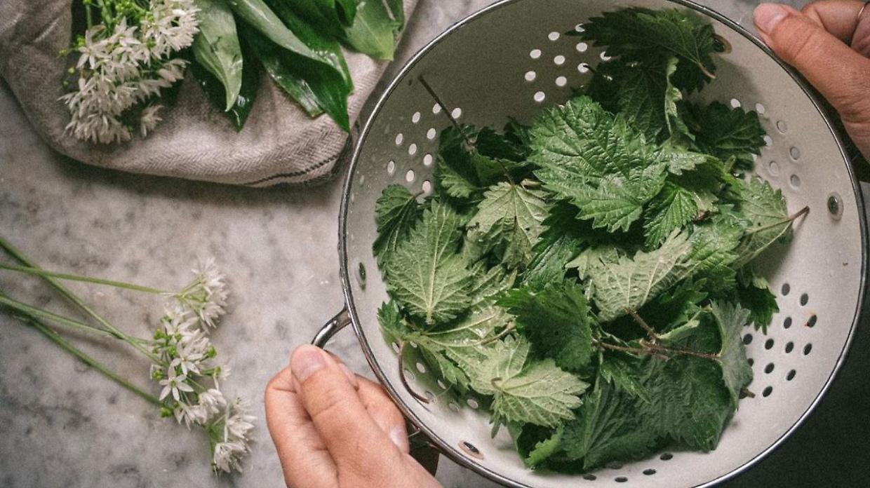 Ortiche appena raccolte (Fonte IG @thebluebirdkitchen)