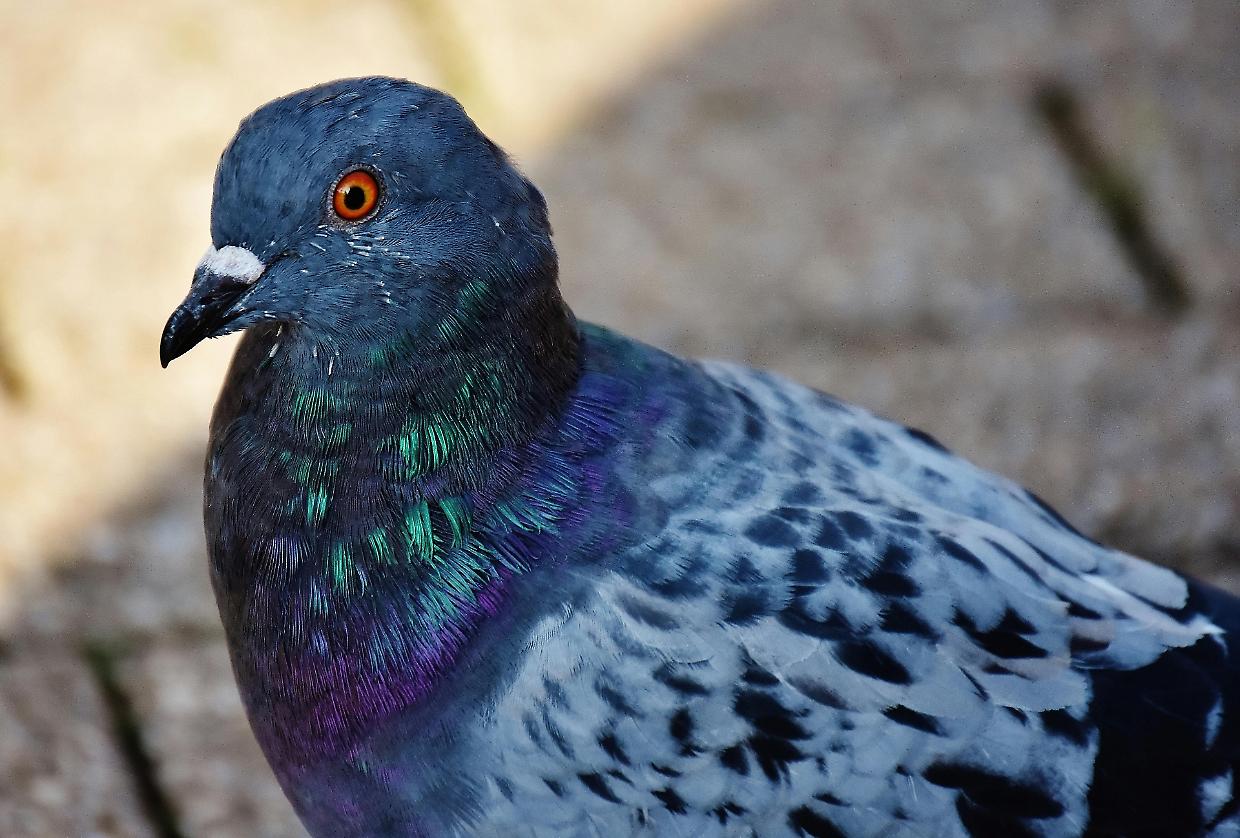 Animalisti, ecco il ricorso al Tar del Piemonte per fermare la strage dei colombi