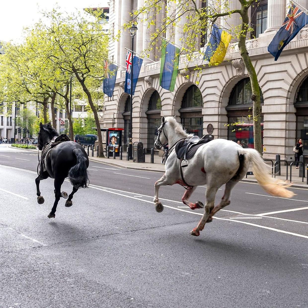 I due cavalli che corrono per le strade di Londra