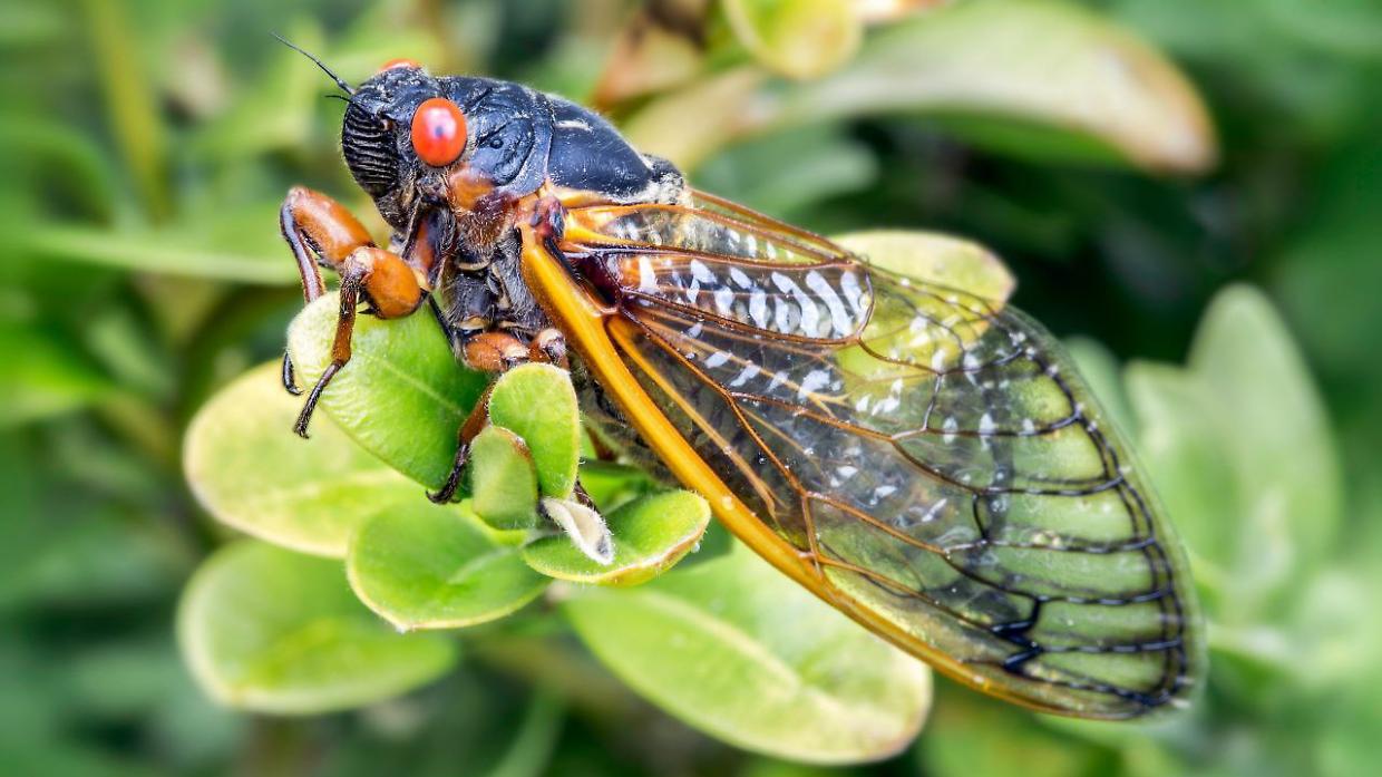 Invasione di insetti imminente negli Stati Uniti: miliardi di cicale stanno per uscire dal sottosuolo
