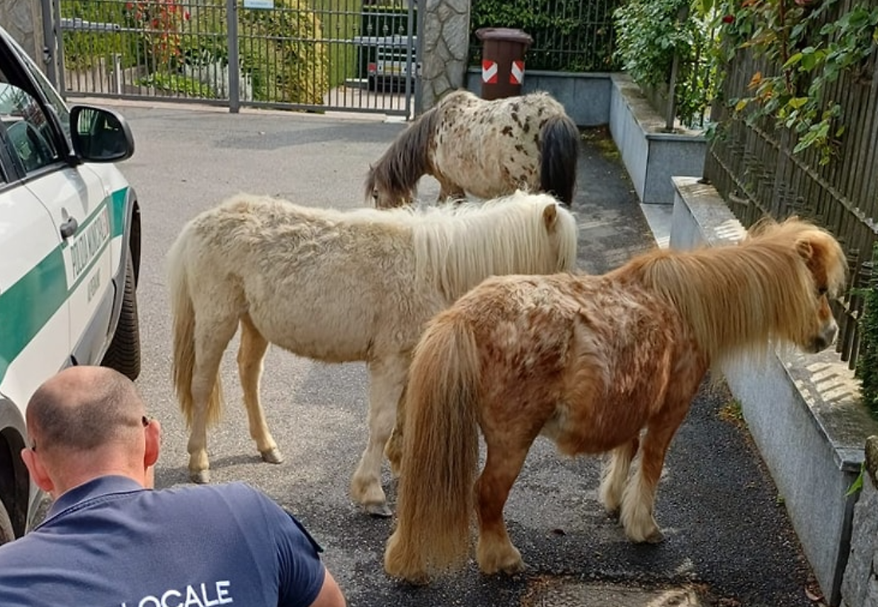 Tre pony a spasso tra le case