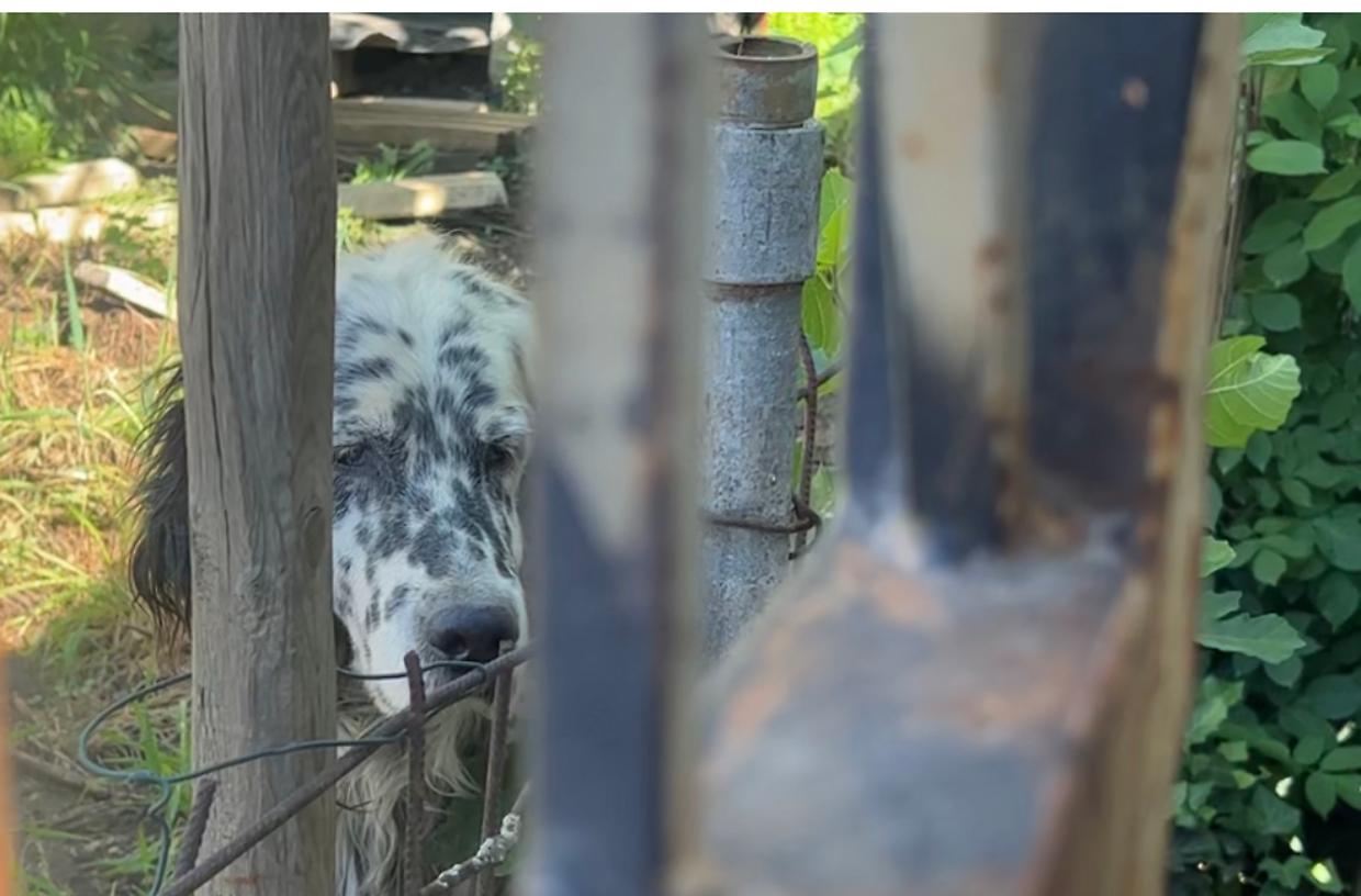 “C’è un cane chiuso nel cantiere” e l’intero quartiere si mobilita per lui