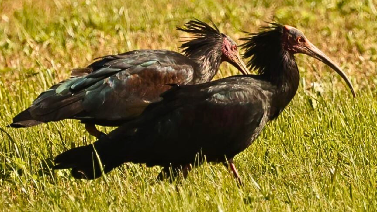 Due dei cinque esemplari di Ibis Eremita avvistati in Val di Susa (foto L. Giunti)