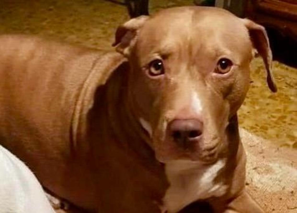 Lite in piazza, il cane difende il padrone e viene ucciso a coltellate