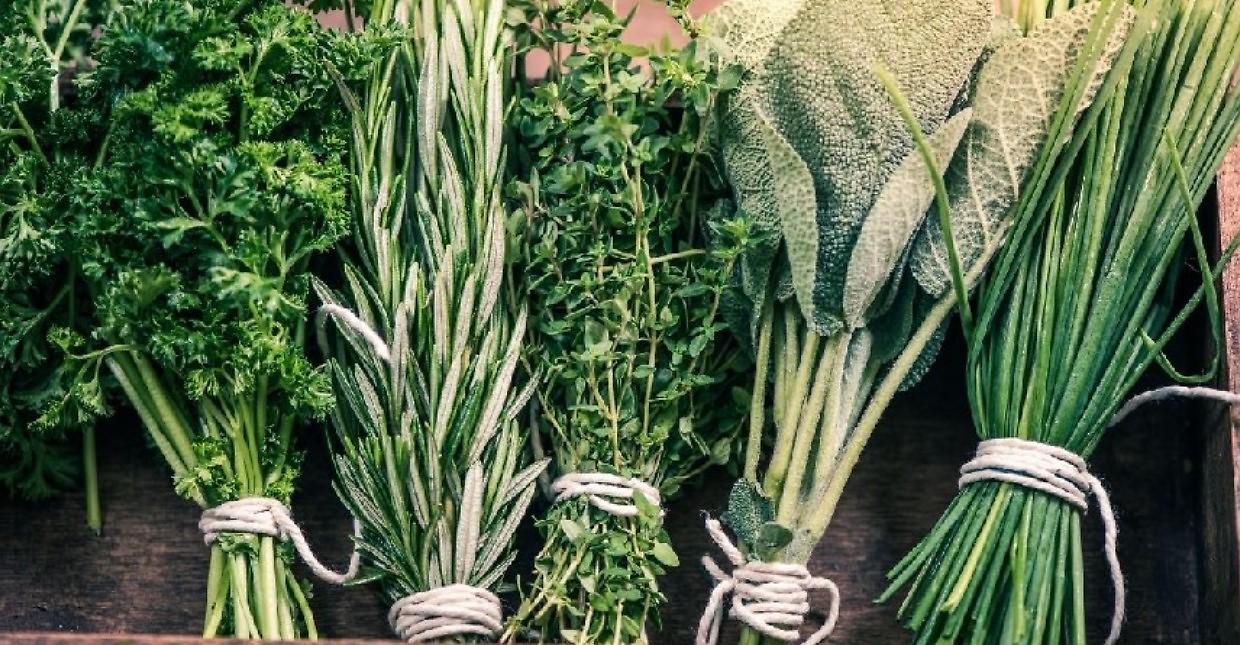 Dai funghi giganti alle foglie miracolose. Ecco il Galà delle Erbe Spontanee
