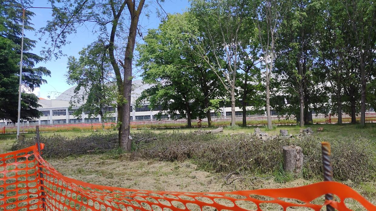 Alberi tagliati per il nuovo ecocentro, scatta la protesta. «Ma ne pianteremo più del doppio»