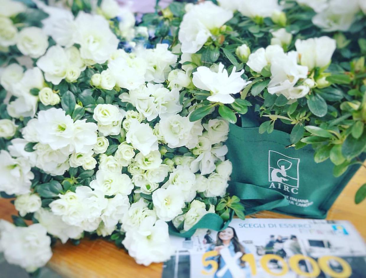 Azalee della ricerca: un fiore contro il cancro per la Festa della Mamma