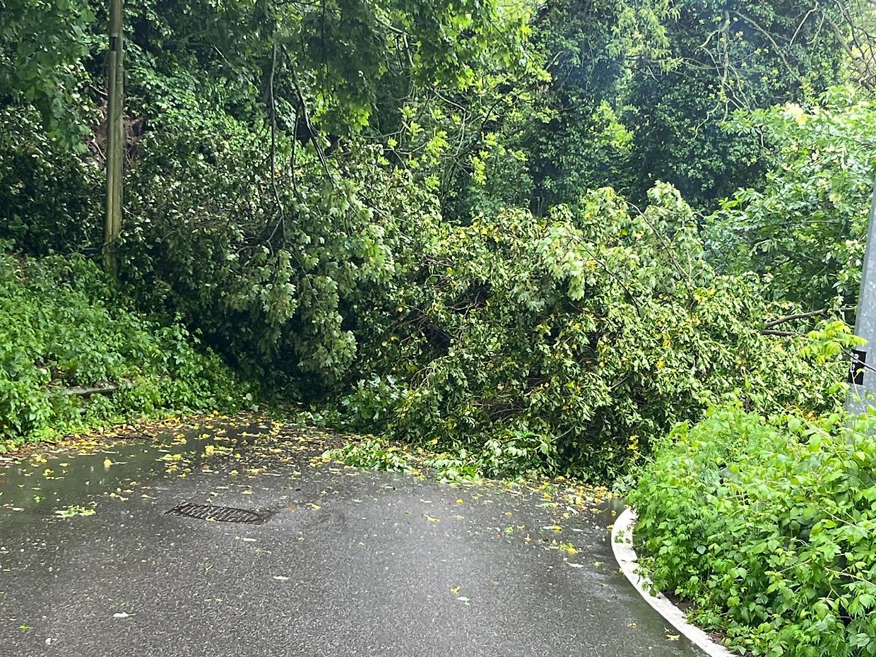 Un albero crolla in mezzo alla strada,