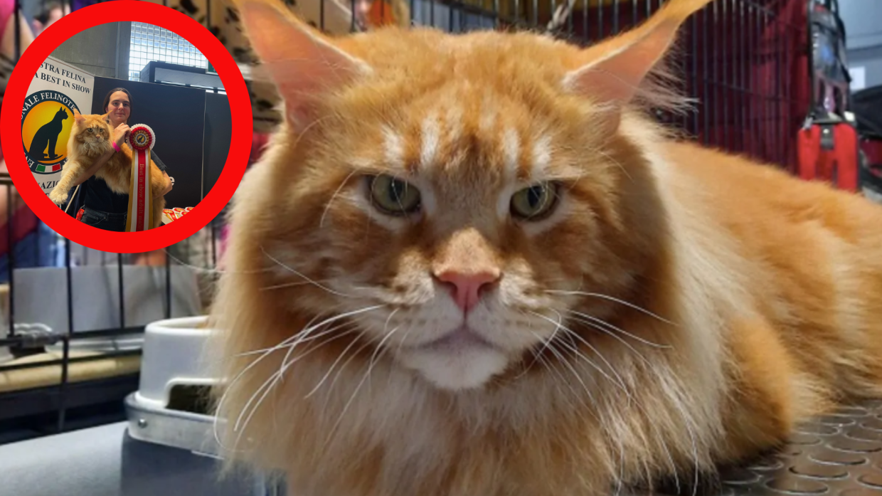 Tornado, il "Gatto più bello del mondo"