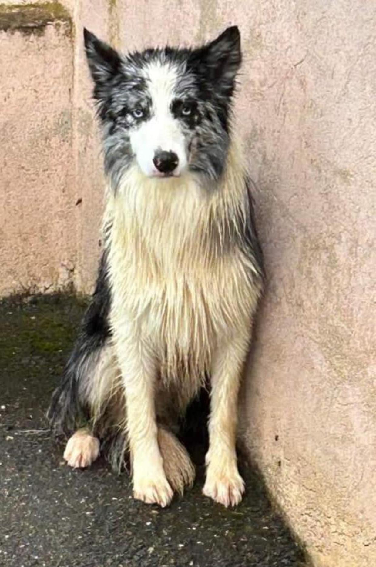 Mobilitazione per cercare di catturare l&rsquo;animale terrorizzato ma il rischio &egrave; di spaventarlo ancora di pi&ugrave;