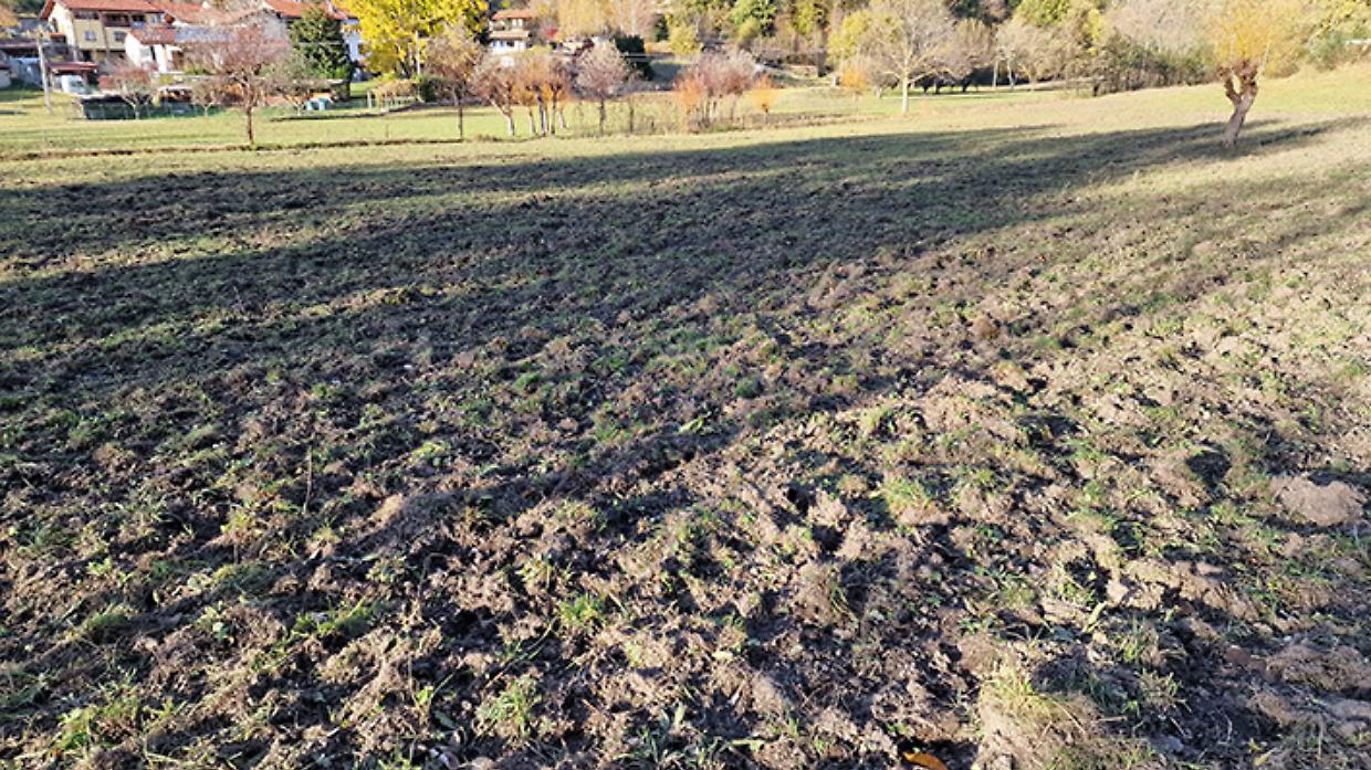 Cinque Laghi di Ivrea: Stop agli Abbattimenti dei Cinghiali dal 1 Giugno
