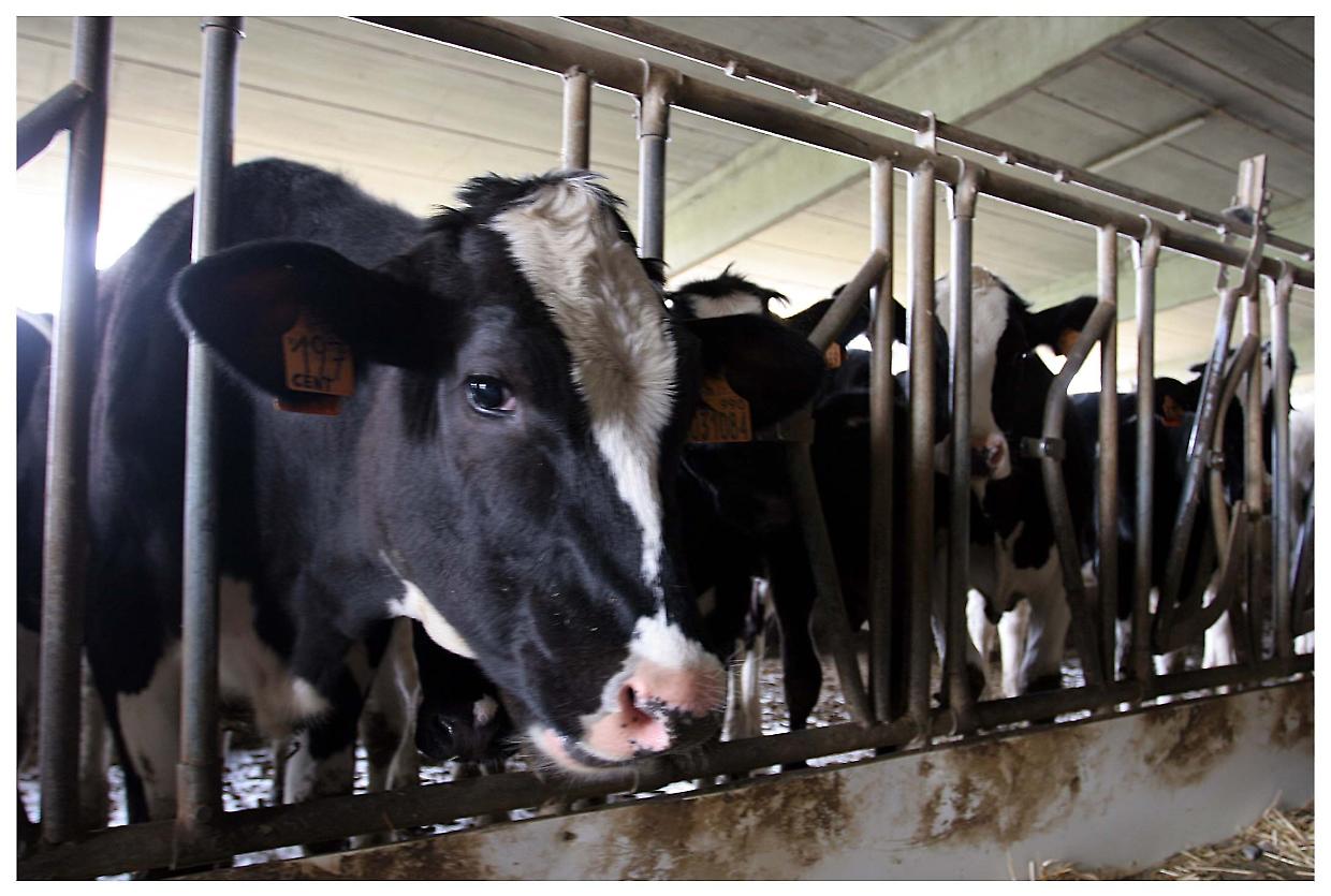 Mucca pazza, torna la pauraDopo 30 anni uccide ancora