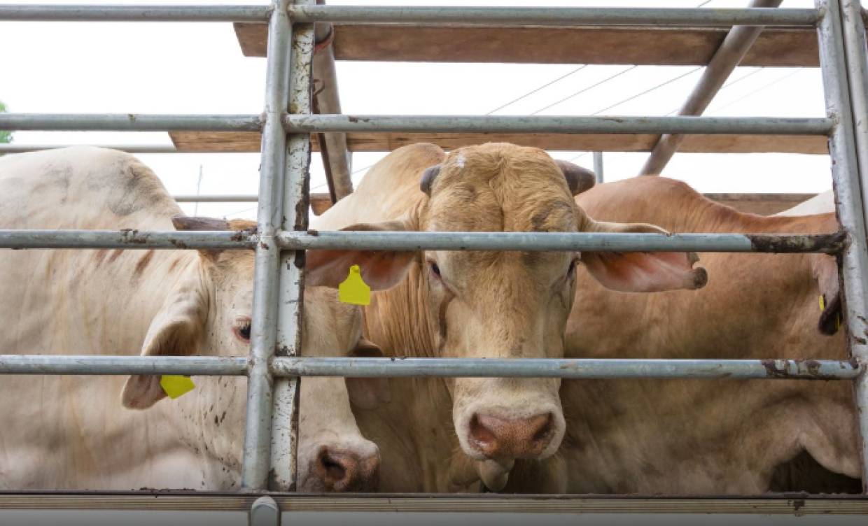Regno Unito vieta l'esportazione di animali vivi (fonte Greenme)