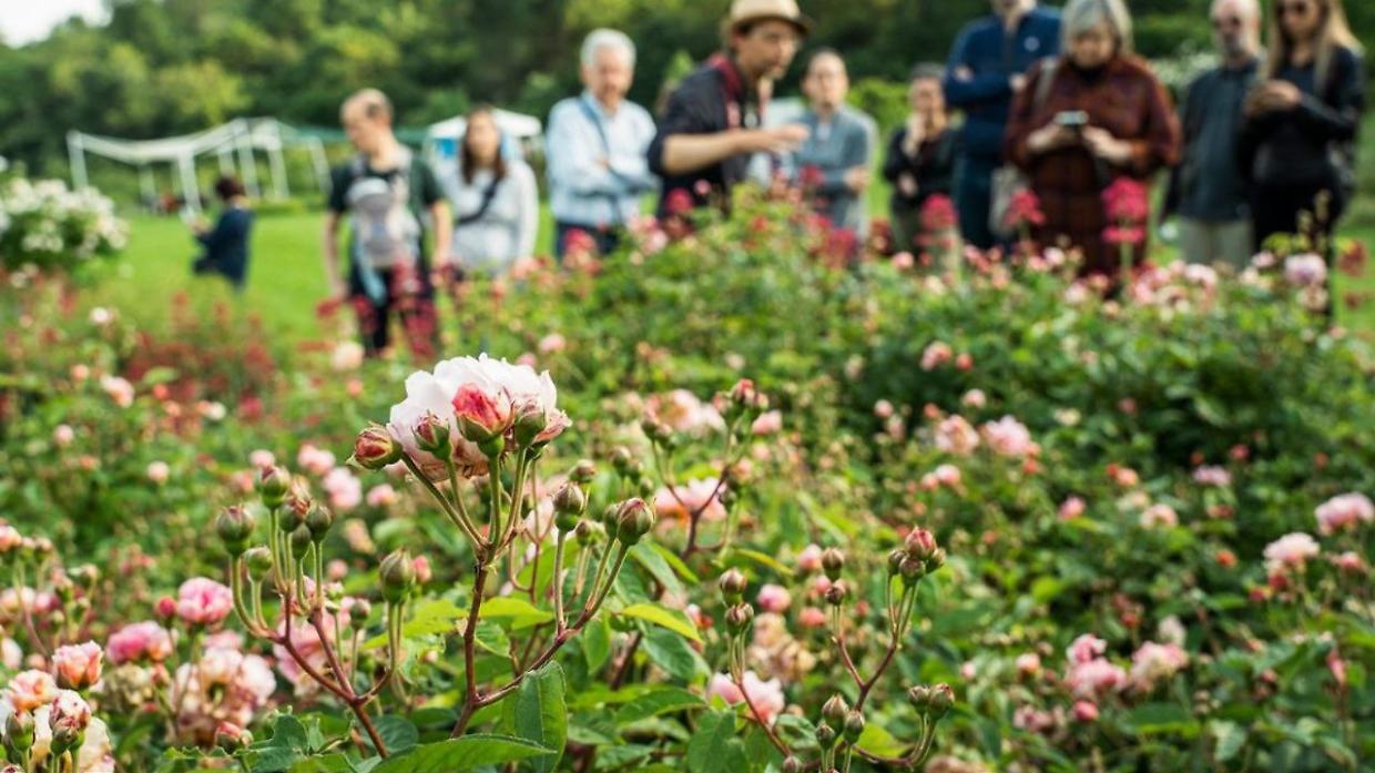 Torino diventa la Città delle Piante: è iniziata la seconda edizione del festival che celebra il patrimonio naturale urbano