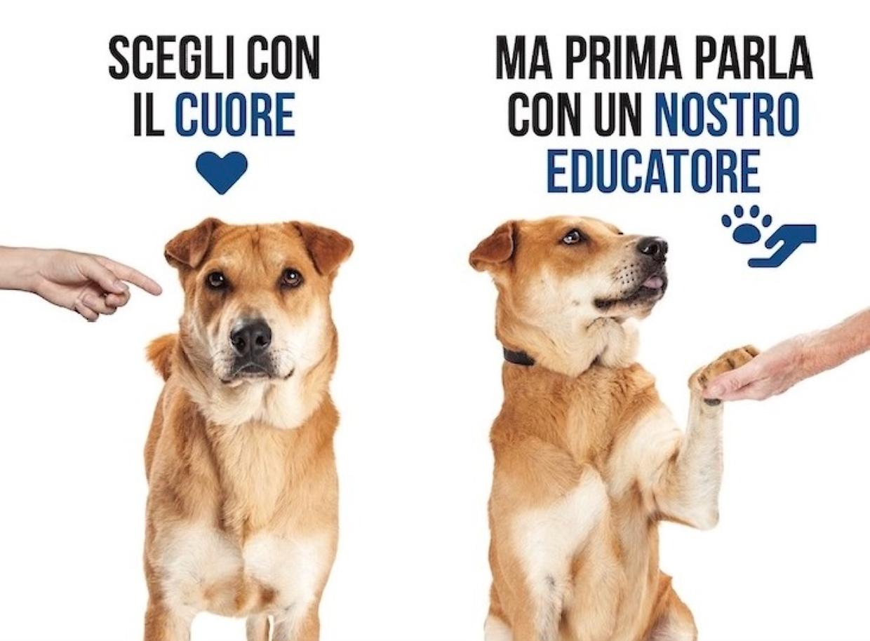 Qual è il cane adatto a te?
