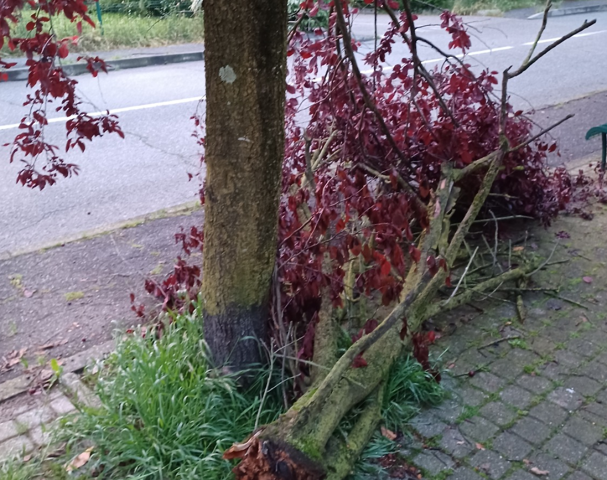 Il maltempo danneggia gli alberi