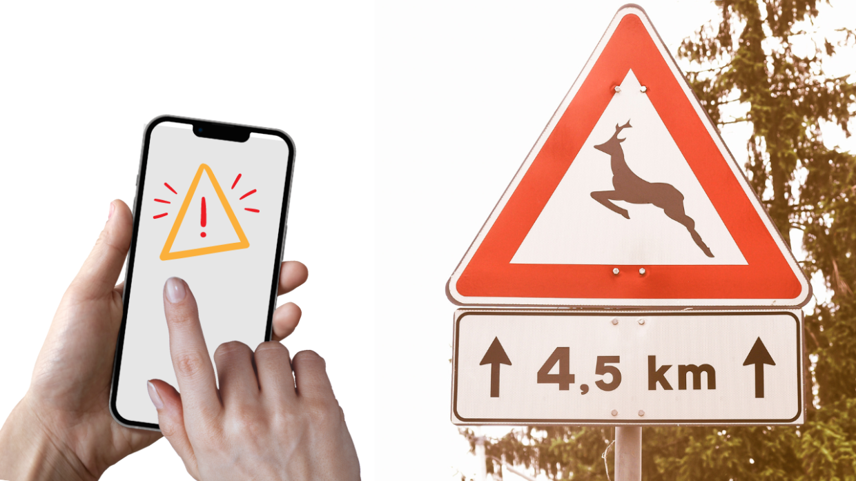 Un'App per Prevenire gli Incidenti Stradali con gli Animali: La Soluzione della Città Metropolitana di Torino