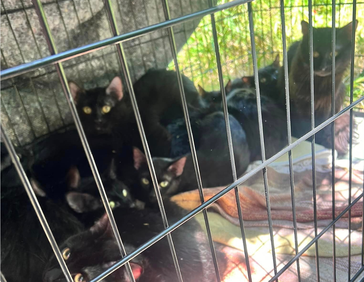 Abbandonati 15 gattini sulla riva del Sangone