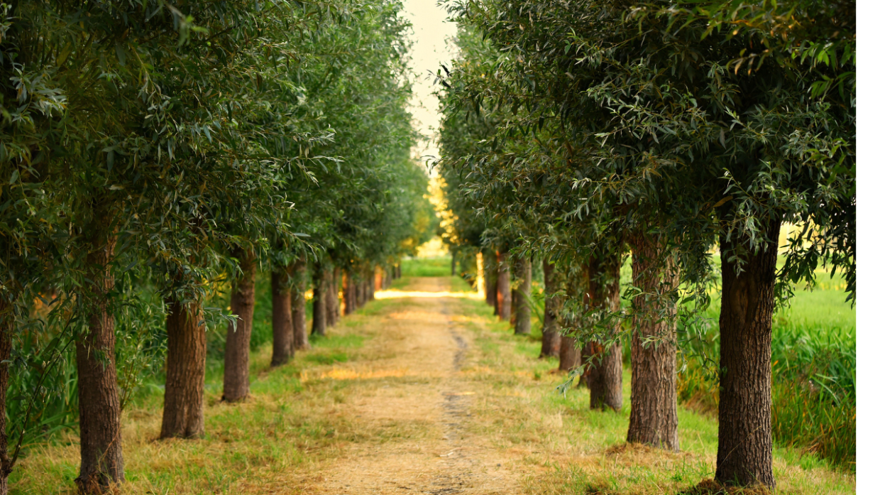 Moncalieri rifiorisce: duemila nuovi alberi per un futuro sostenibile 