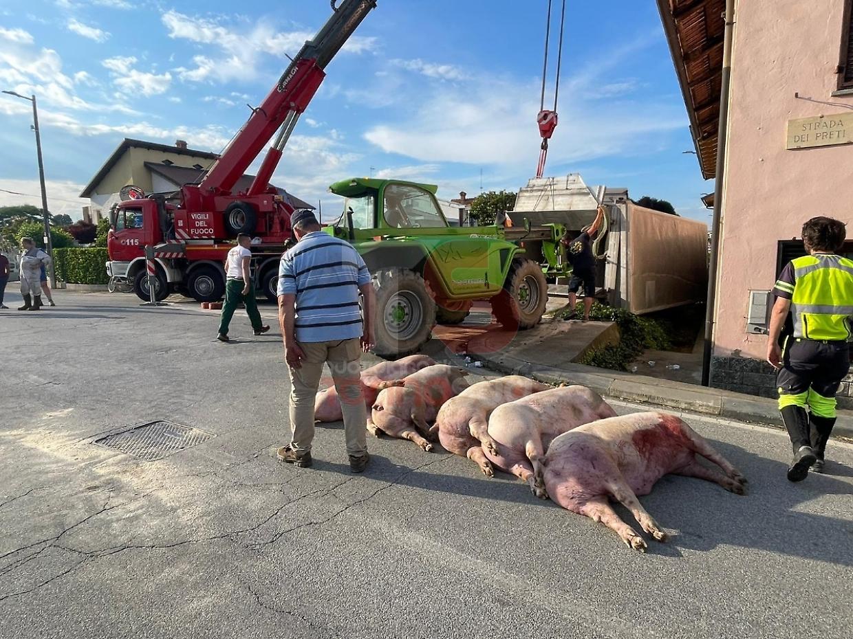 I maiali morti a seguito del ribaltamento del camion a Pancalieri