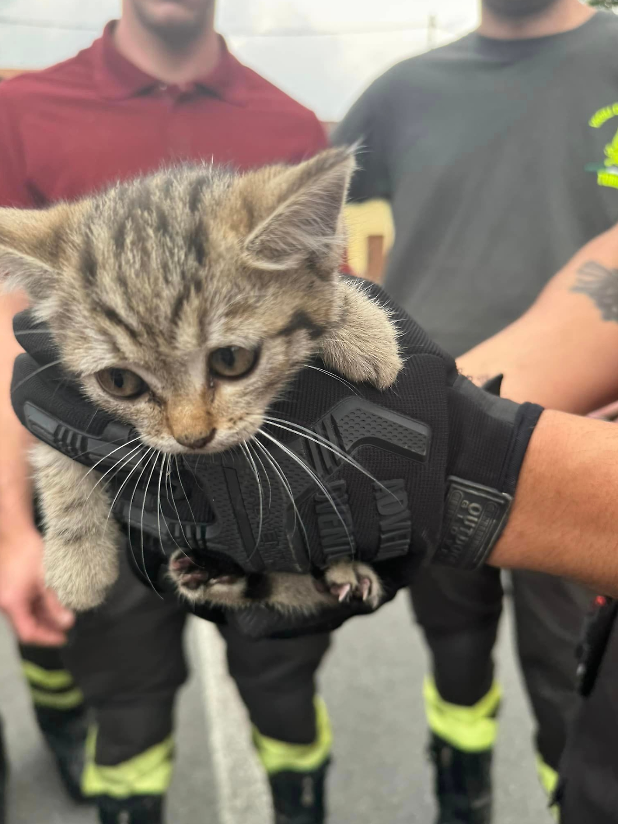 Storia, con doppio lieto fine, di un gattino incastrato nel motore di un'auto