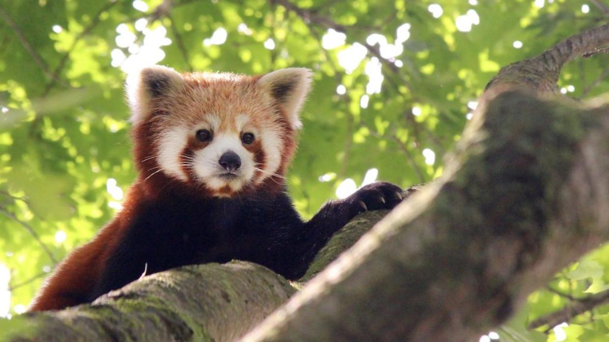 Nuovo arrivo allo Zoom di Torino: è nato il primo cucciolo di panda rosso