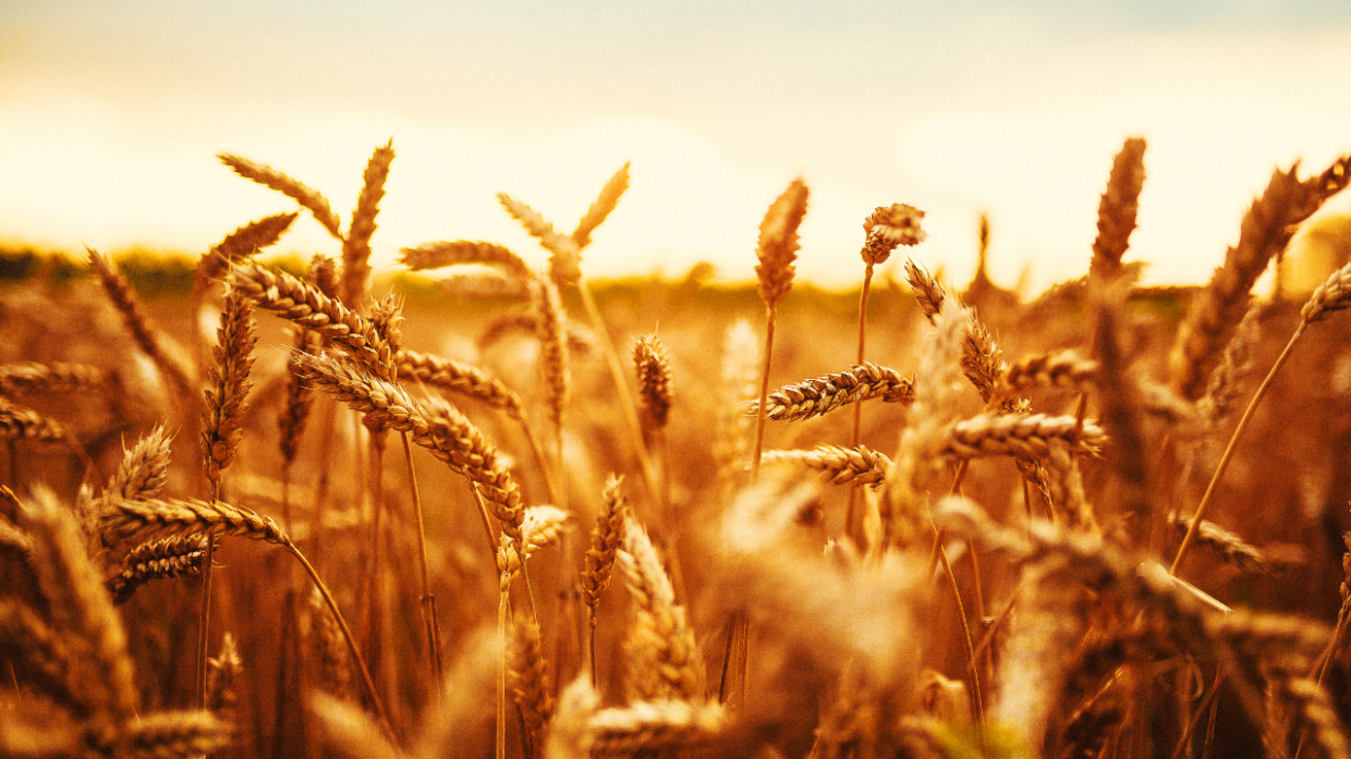 Festa del Grano ad Arignano: Un Tuffo nella Tradizione tra Storia e Innovazione