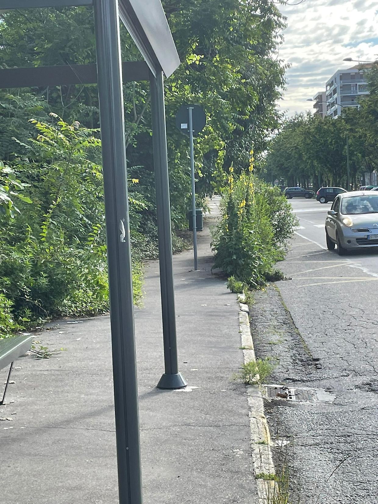 Erbacce fuori controllo: la fermata del bus sommersa dalla vegetazione