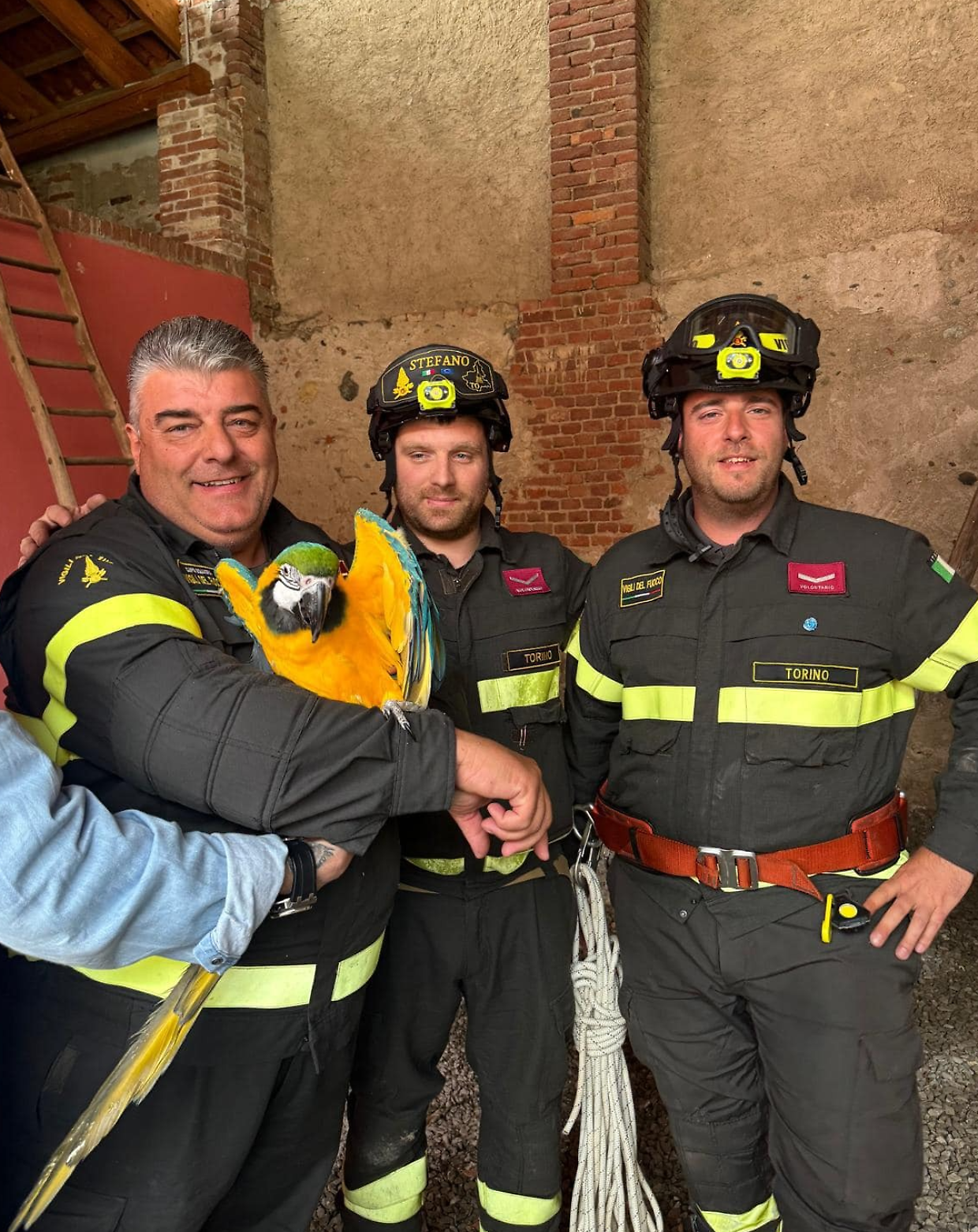  Salvataggio insolito a San Maurizio Canavese: recuperato un pappagallo esotico fuggito da casa