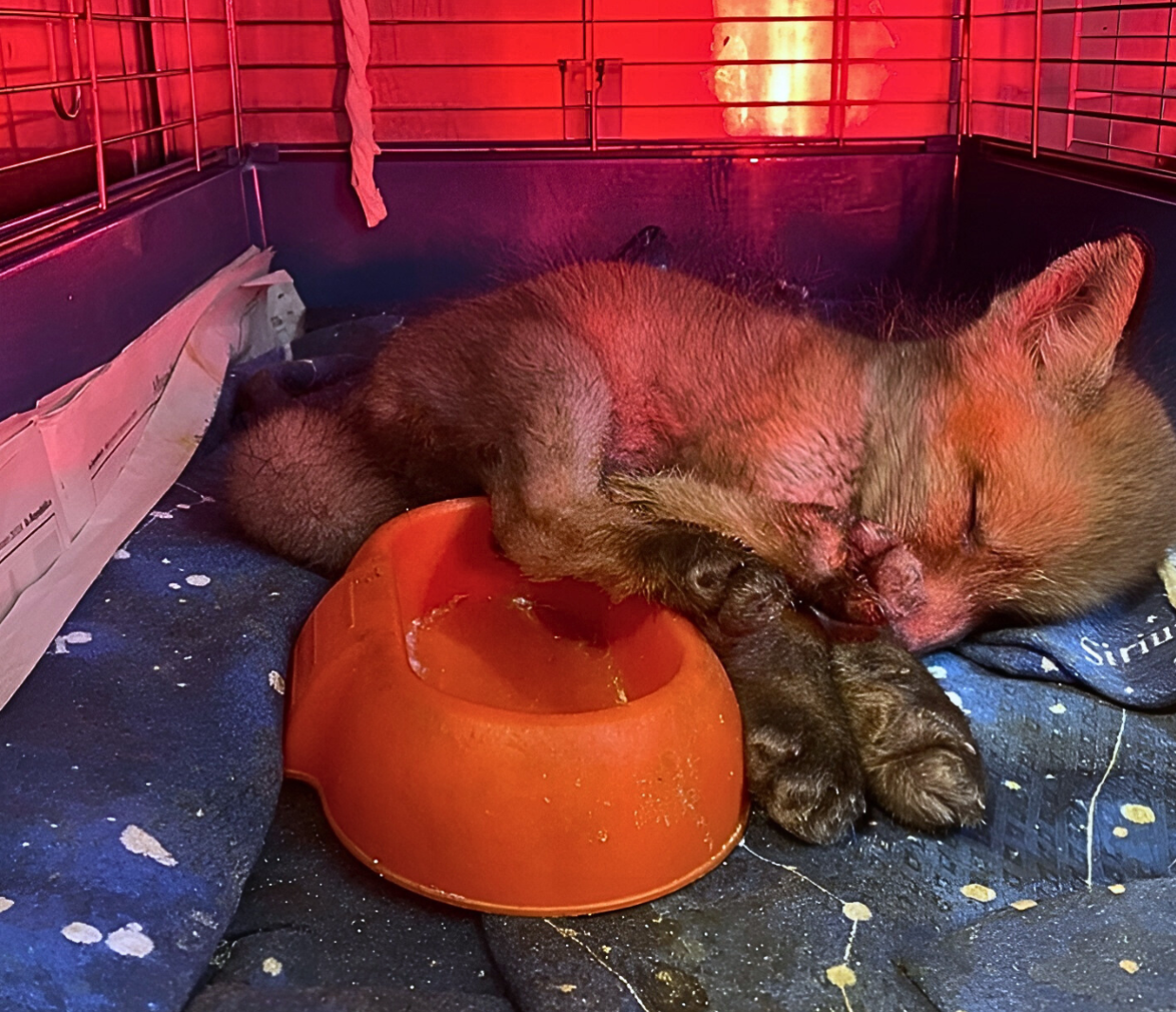 «Ci serve pappa per i cuccioli»: l'appello dal Canc di Grugliasco per gli animali orfani