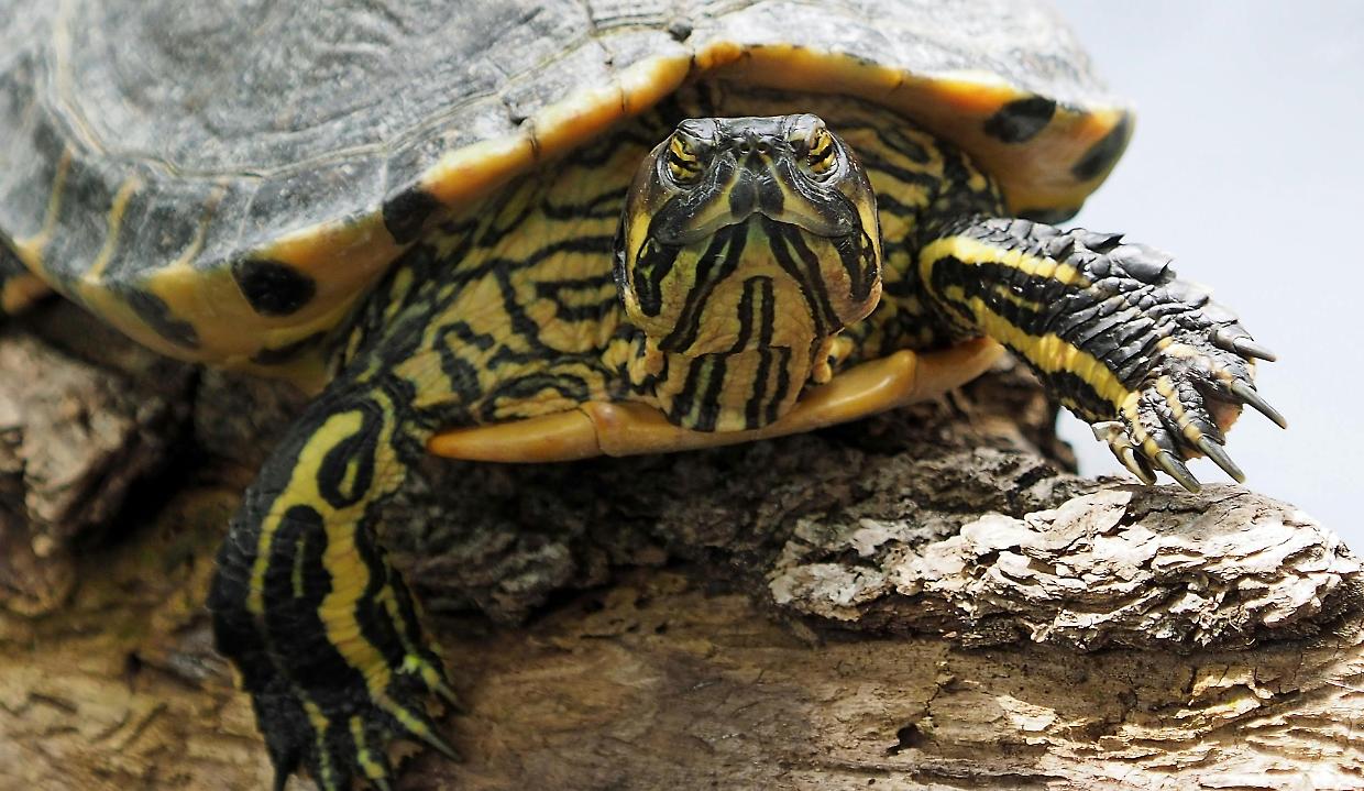 Cumiana, una tartaruga uccisa a sassate. Caccia ai killer dell'animale