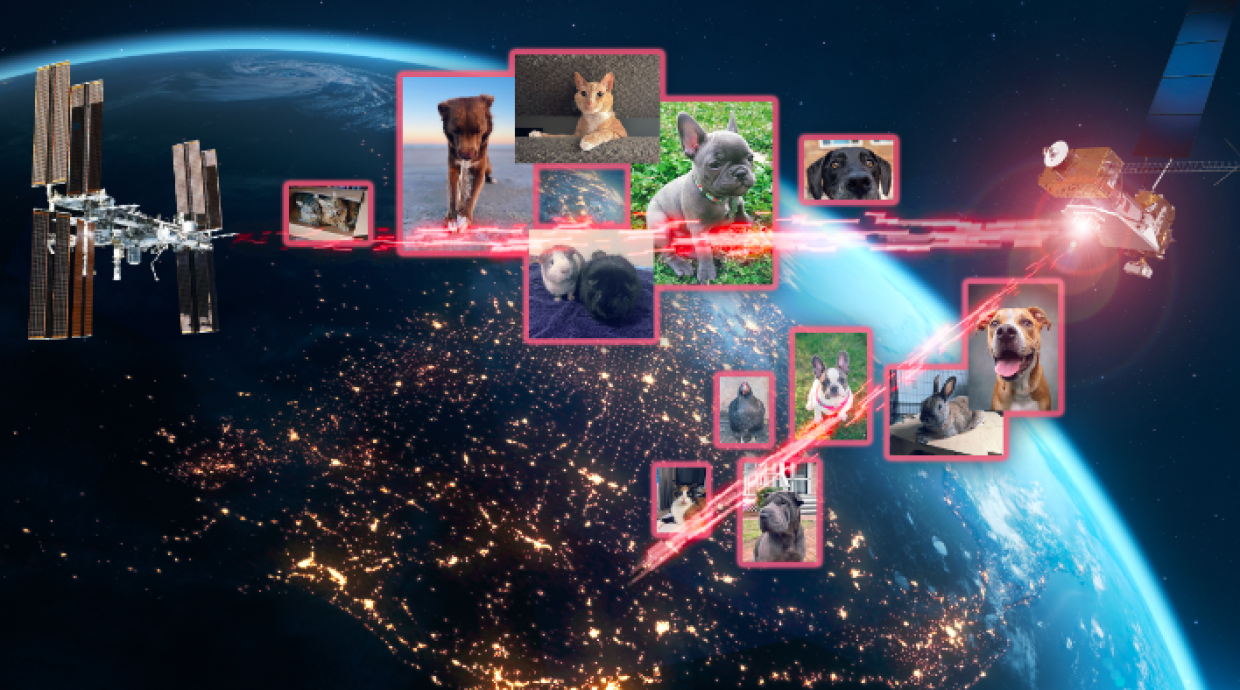 [VIDEO] Immagini di animali trasmesse nello spazio dalla Nasa 