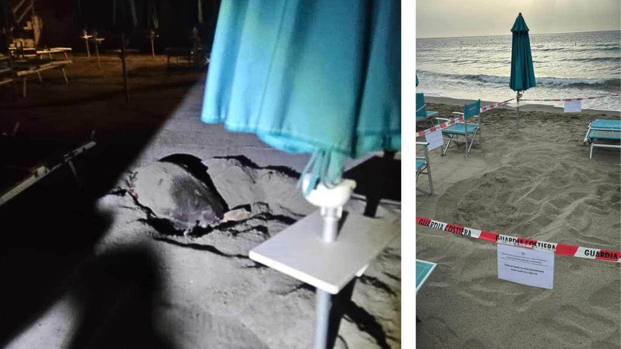 Nelle foto, la tartaruga mentre depone le uova e l'area del nido questa mattina, delimitata dalle autorità