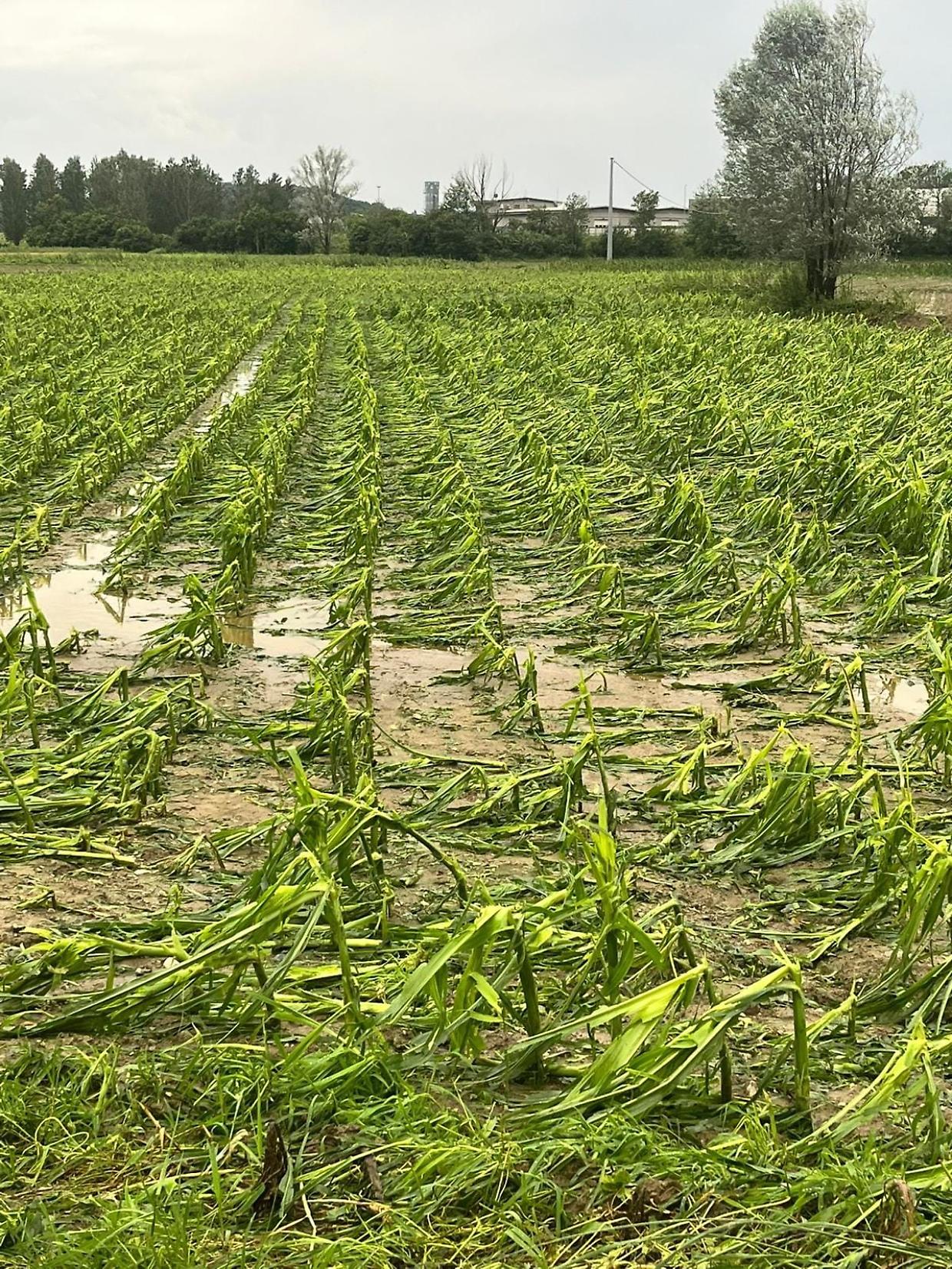Coldiretti Torino denuncia i danni provocati dal maltempo alle coltivazioni del Canavese