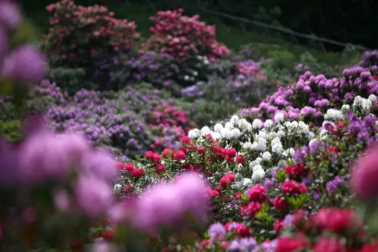 Sentiero dei rododendri: 