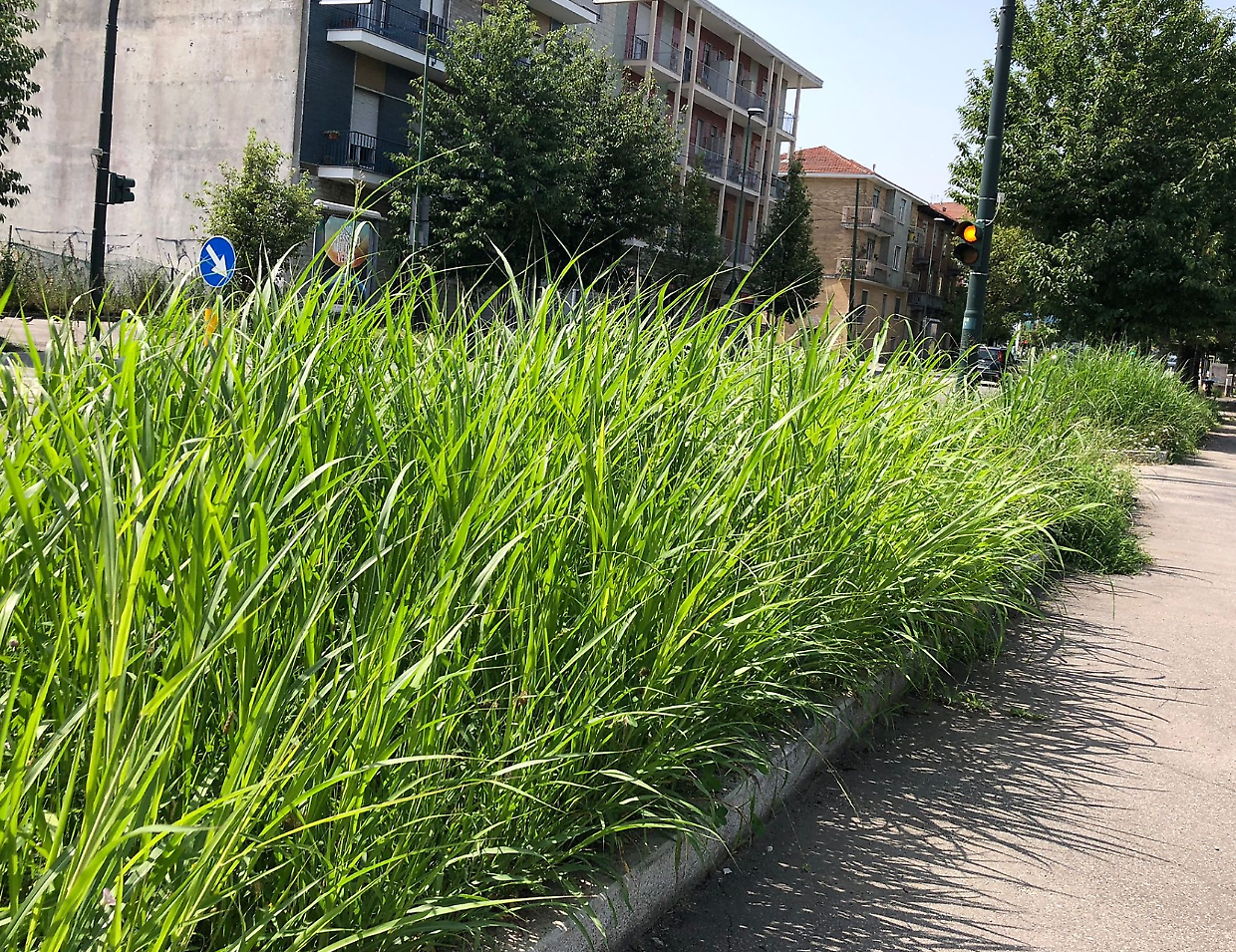 Quasi 3 milioni per gli sfalci in città. Ma la pioggia complica tutto...