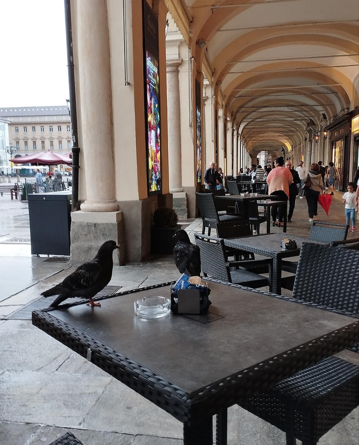 Torino invasa dai piccioni, i cittadini sono preoccupati: "A caccia di cibo sui tavolini dei bar"