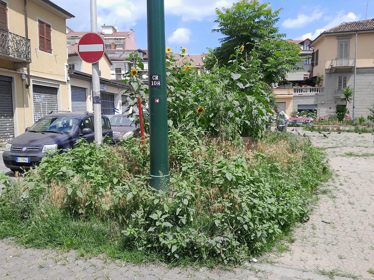 Erba altissima nel giardino: «Venite a tagliarla subito»