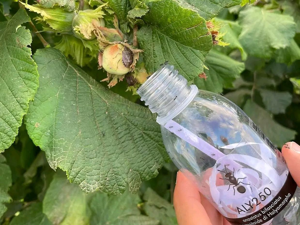 Cimice asiatica: Coldiretti Cuneo libera 72mila insetti antagonisti nei noccioleti