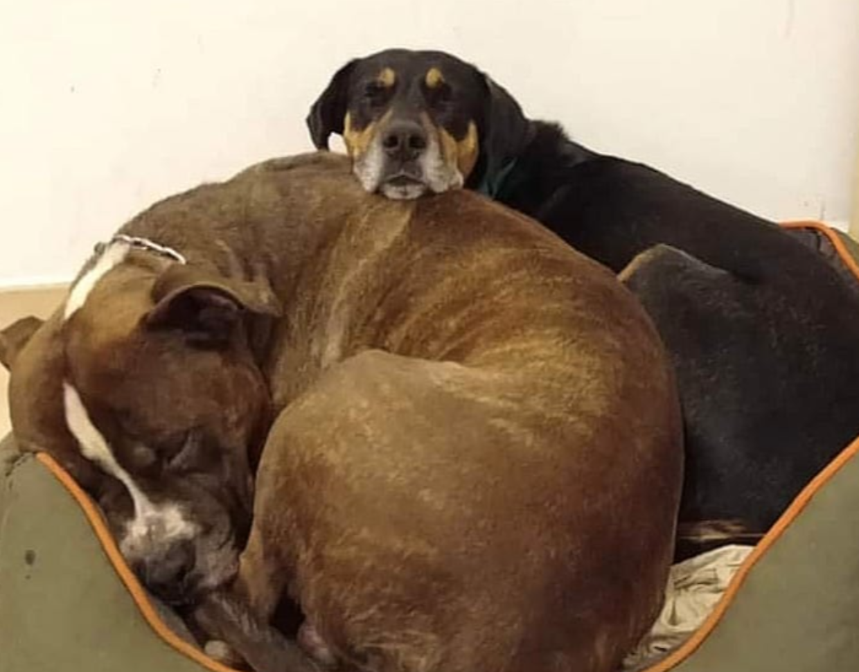 Il pitbull Tyson e la sua "sorella" Athena